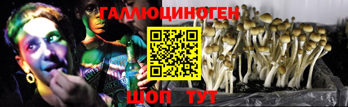 Псилоцибиновые грибы Psilocybe Кумертау